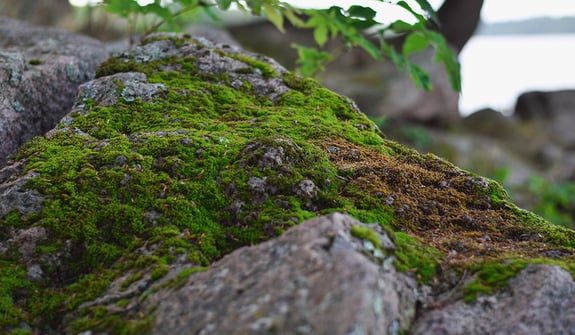 Moss-Rock-Hero